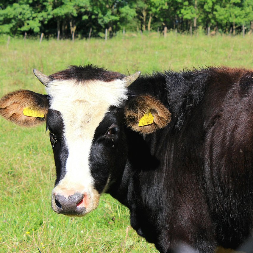 vaches bretonnes