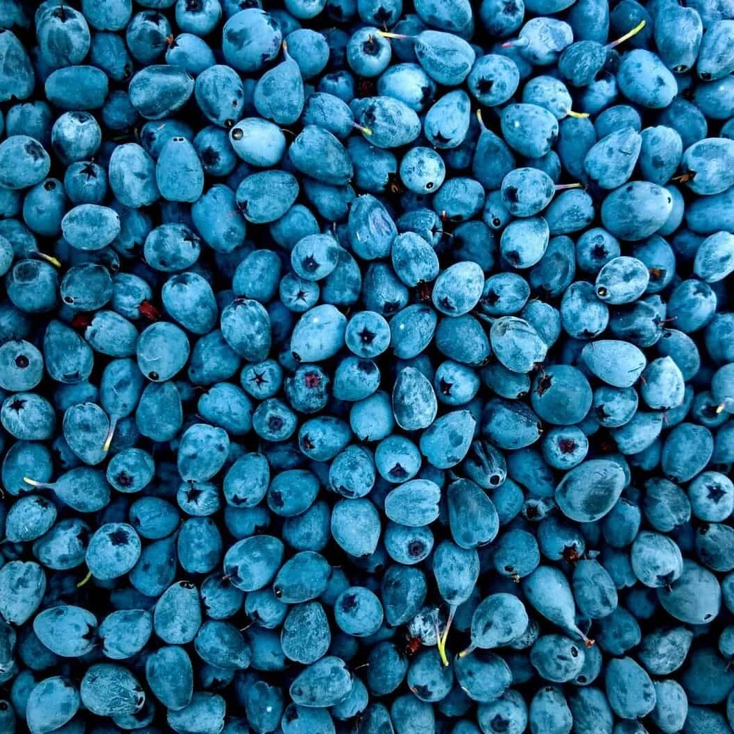 Myrtilles sauvages pour sorbet plein fruit