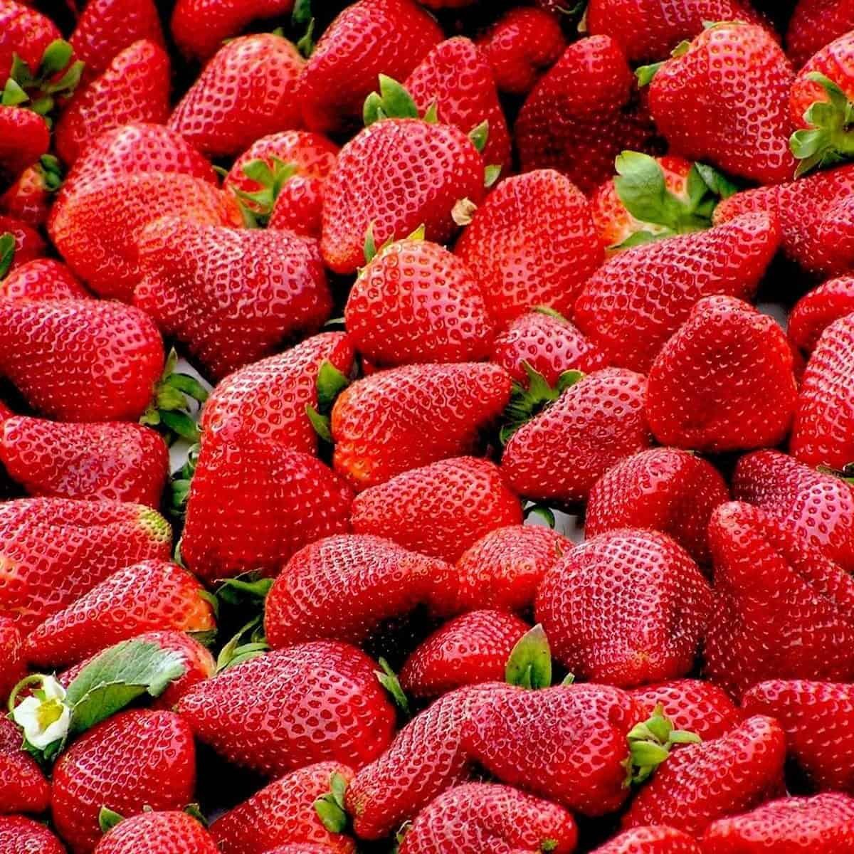 Fraises de Plougastel pour sorbet plein fruit